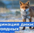 Информация о раскладке вакцины против бешенства диких плотоядных животных - Заветинский район
